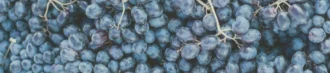 don-adelio-ariano-oak-barrel-tannat